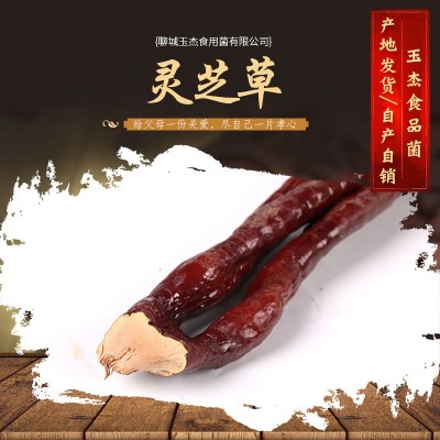 现货批发 灵芝草 草灵芝 鹿角灵芝原产地自产自销灵芝草图2