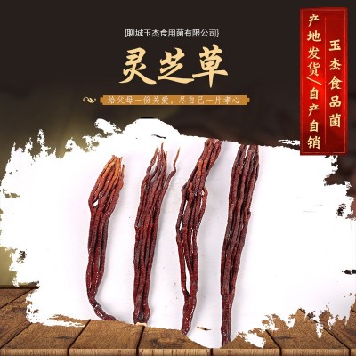现货批发 灵芝草 草灵芝 鹿角灵芝原产地自产自销灵芝草图4