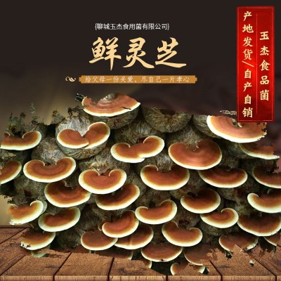 山东产地直供 鲜灵芝金边灵芝新鲜采摘灵芝切片泡酒灵芝图2