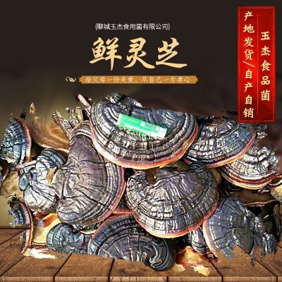 山东产地直供 鲜灵芝金边灵芝新鲜采摘灵芝切片泡酒灵芝图3