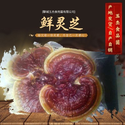 山东产地直供 鲜灵芝金边灵芝新鲜采摘灵芝切片泡酒灵芝图4