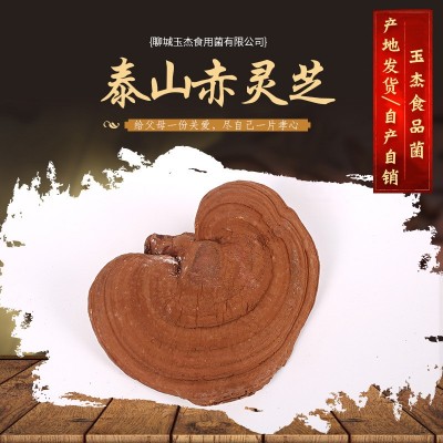 产地大量供应 灵芝泰山赤灵芝 泰山赤灵芝 椴木紫灵芝泰山赤灵图4