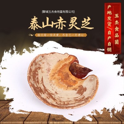 产地大量供应 灵芝泰山赤灵芝 泰山赤灵芝 椴木紫灵芝泰山赤灵图2