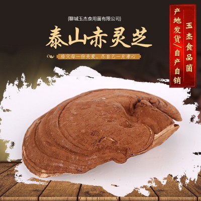 产地大量供应 灵芝泰山赤灵芝 泰山赤灵芝 椴木紫灵芝泰山赤灵图3