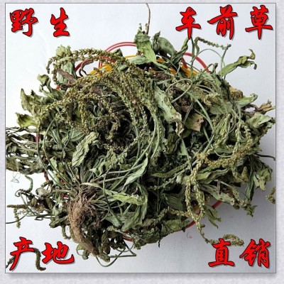 车前草泡水炒茶野生的人工挑选产地一手货源无硫干净中药材批发图2
