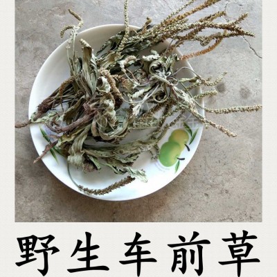 车前草泡水炒茶野生的人工挑选产地一手货源无硫干净中药材批发图3