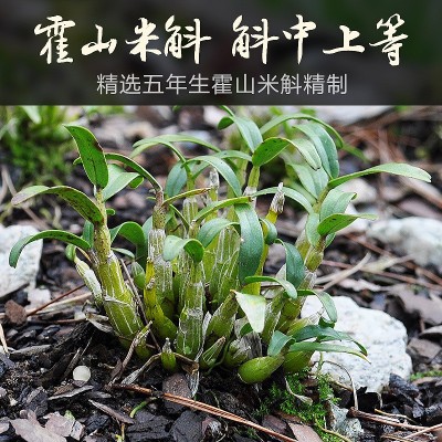 批发正宗霍山米斛鲜条龙头凤尾枫斗非铁皮石斛霍山核心基地直销图4