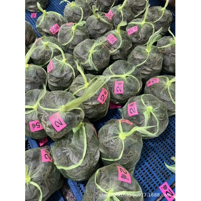 湖北洪湖大闸蟹精品蟹活蟹螃蟹农一手货源塘口直供批发产地直发图2