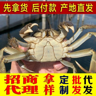 大闸蟹 螃蟹鲜活 批发团购阳澄湖 镇产地直发 顺丰包邮图2