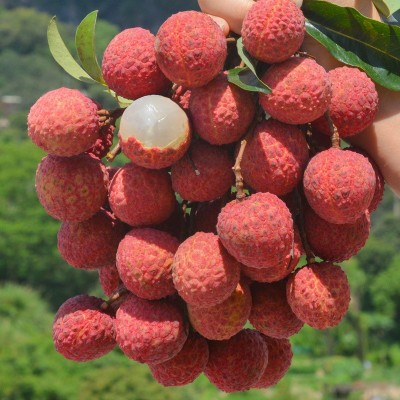 顺丰黑叶荔枝新鲜当季水果黑叶白糖罂非妃子笑桂味整箱批发图4