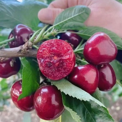 顺丰空运现摘新鲜大果国产车厘子水果美早大樱桃黑珍珠水果批犮图3