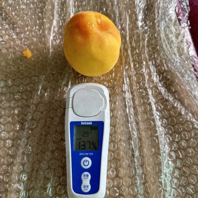 批发代发山东蒙阴黄金毛桃纯甜汁多肉脆新鲜应季礼盒整箱黄桃毛桃图4