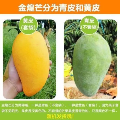广西金煌芒果当季新鲜水果10斤水仙芒当季热带水果大青甜心芒整箱图3