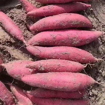产地直供【香甜软糯】现挖红薯广西巴马糖心地瓜板栗番薯新鲜沙地图5