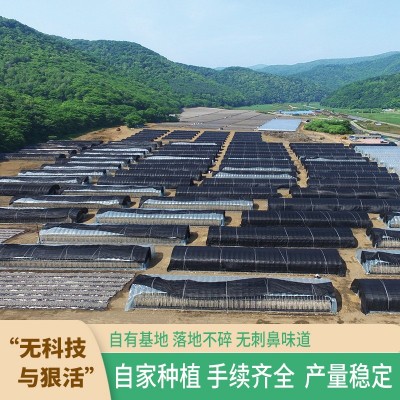 东北黑木耳干货肉厚无添加无增重无干燥剂500g长白山源头厂家图4