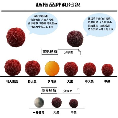 杨梅新鲜仙居东魁杨梅鲜果新鲜水果现摘现发当季孕妇大杨梅3斤6斤图3