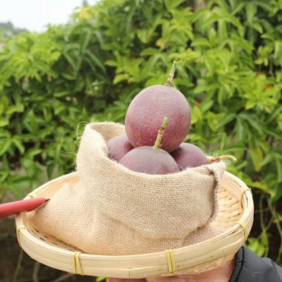 广西当季新鲜百香果一级大果紫色百香果水果西番莲鸡蛋果酸香甜图4