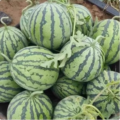 麒麟瓜西瓜新鲜水果薄皮脆甜冰糖红沙瓤手剥撕美都大果现摘5-6斤图3